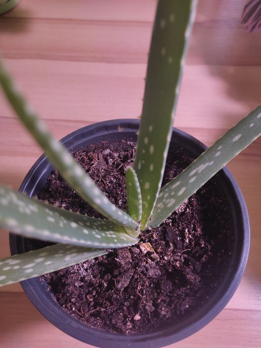 Росток лечебного Алоэ Вера