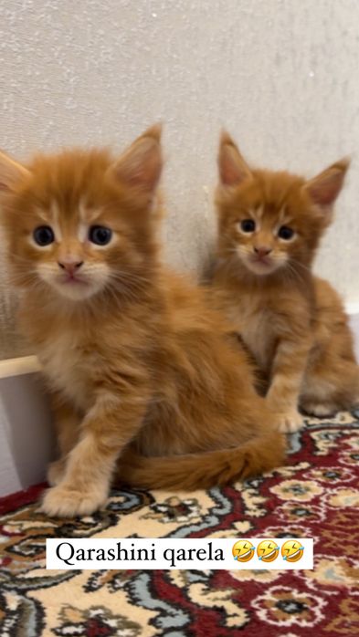 Продается котята моего Meynkun