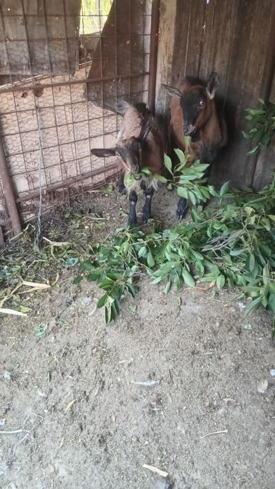 Țap si iada de vânzare amândoi sunt fără coarne din rasa alpin francez