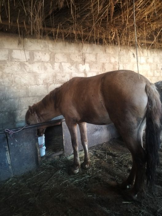 Семіз байтал сатылады