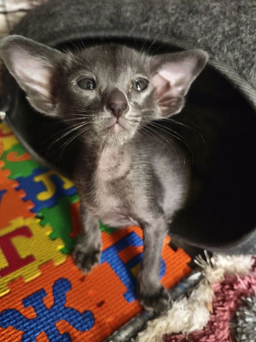 Ориентальные котята экстрим