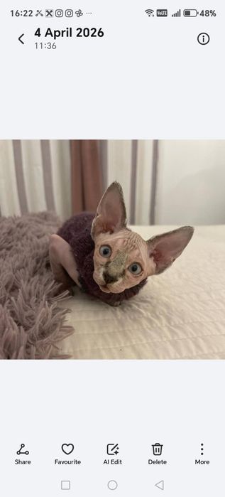 Pisica Sfinx Carnet de sanatate