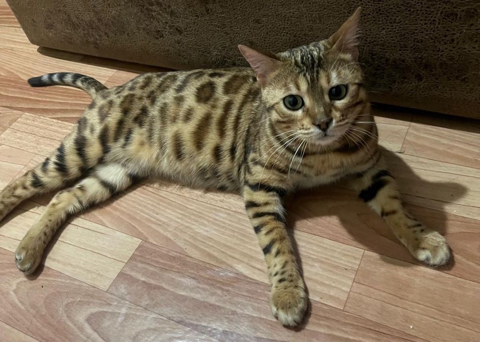 Отдам в хорошие руки кошку бенгальской породы