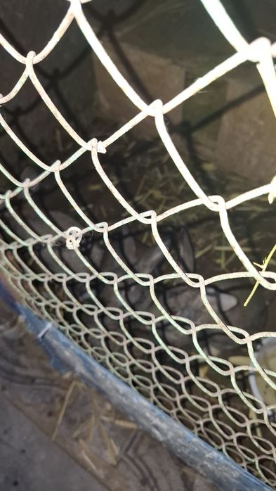 Кролики  молодые только самки