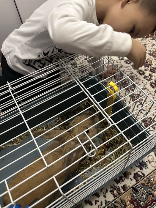 Продам домашнего кролика