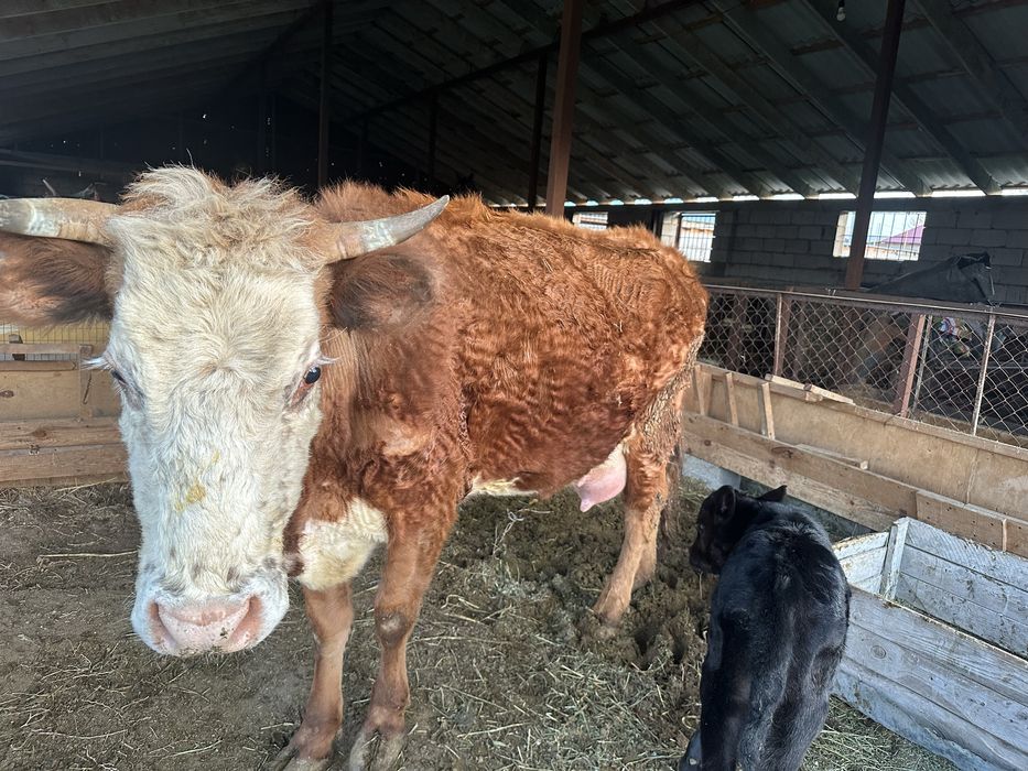 Сиыр бұзауымен сатылады