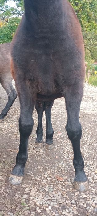 Vand sau schimb manz