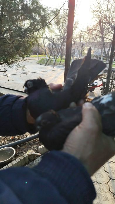 Голуби, вольные, летные, с игрой