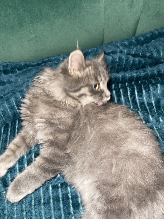 Кошка сибрская, 5 месяцев.