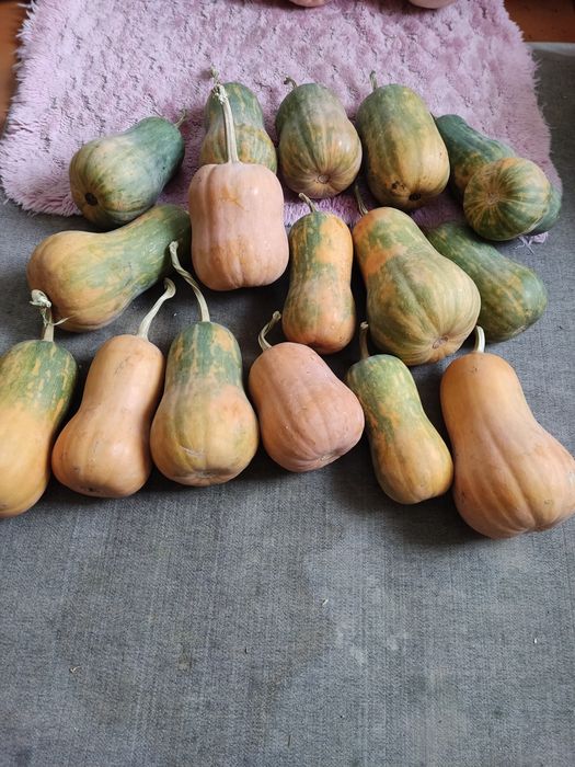 Продам тыкву сладкую