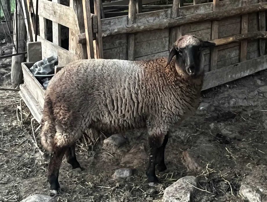 Vand berbec si mielute carabase de prasila