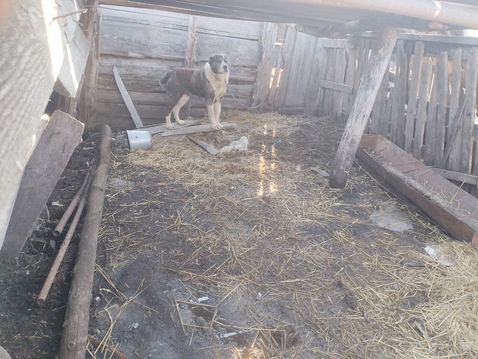 Продам суку Алабай