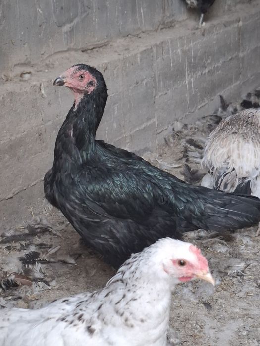 Продам дакан тауық қораз