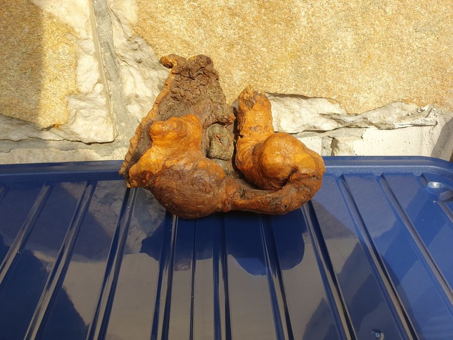 Декоративни корени