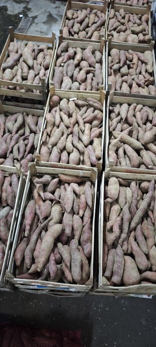 Vand cartofi dulci Bio