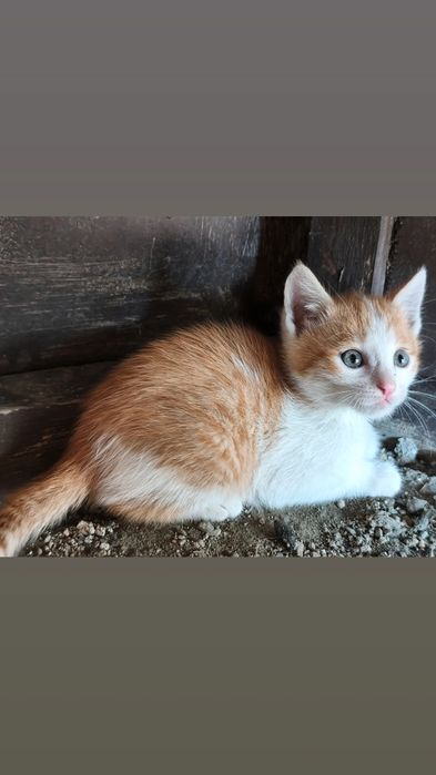 Отдам бесплатно котят