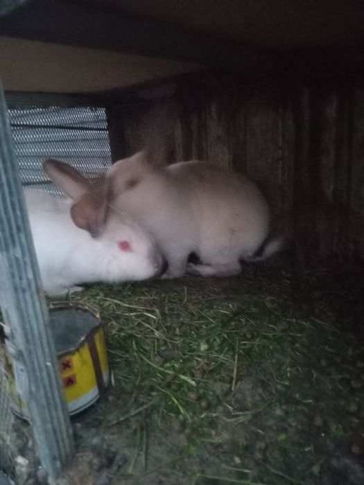 Продам кроликав продам