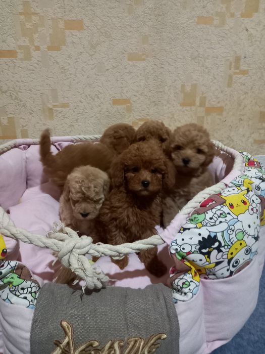 Щенки пуделя с документами.