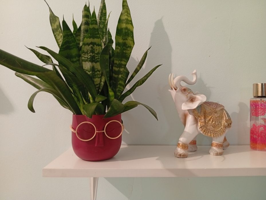 Сансевиерия 5000