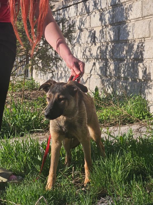 Отдам в стерилизованных щенков