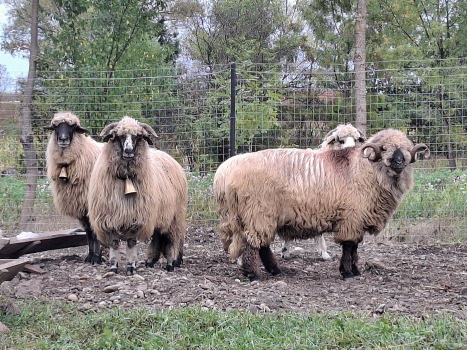 Vând oi țurcane gestante bucalai si oacheșe si un berbec bucalau