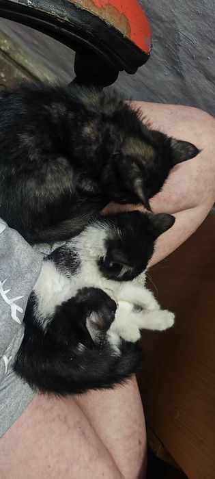 Отдам котят в добрые руки