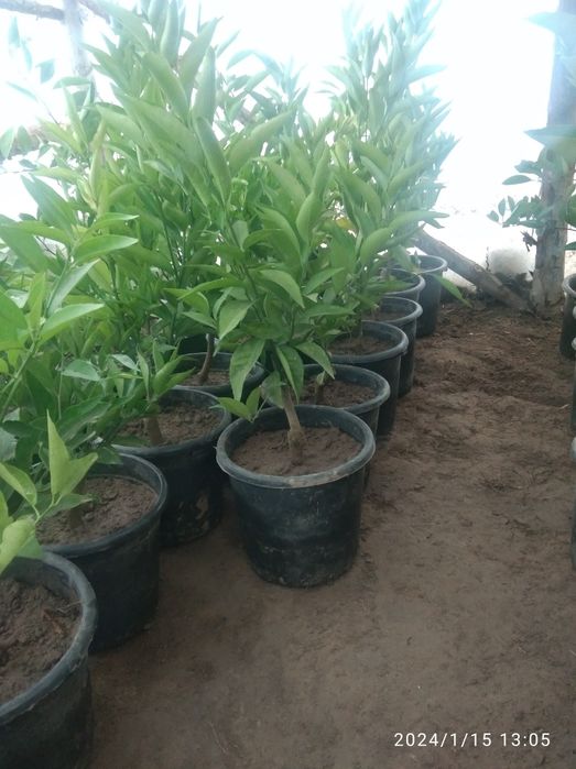 Limon koʻchatlari kelishilgan narhlarda