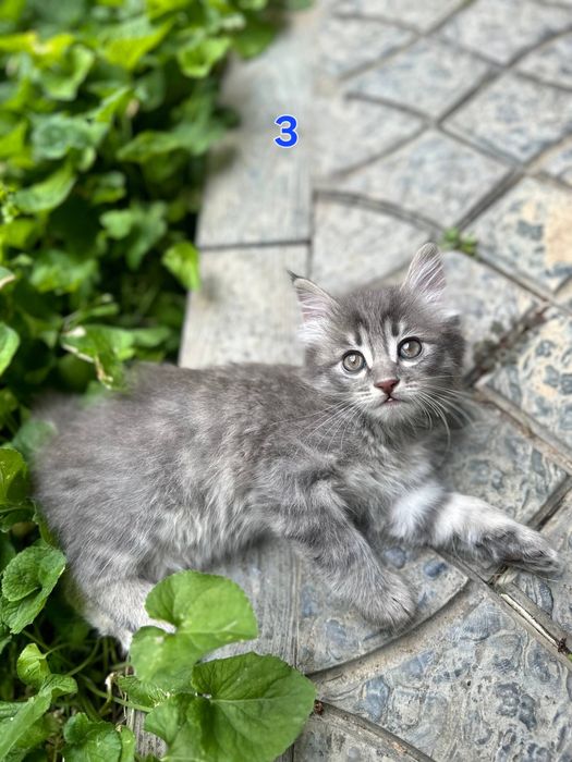 Котёнки 1,5 месячные, мальчики