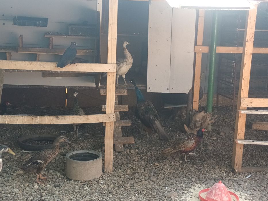 Animale Păuni fazani