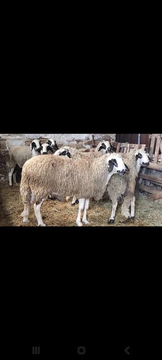 Продавам Виетнамски прасета и Агнета