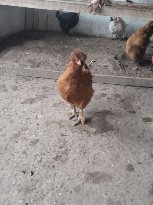 Puicuțe motate    .