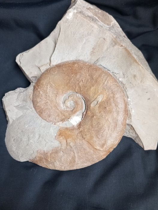 Фосил на  амонит