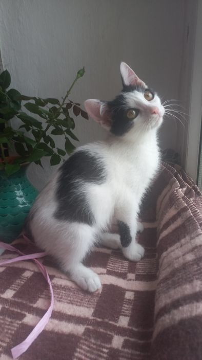 Котёнок мальчик в добрые руки