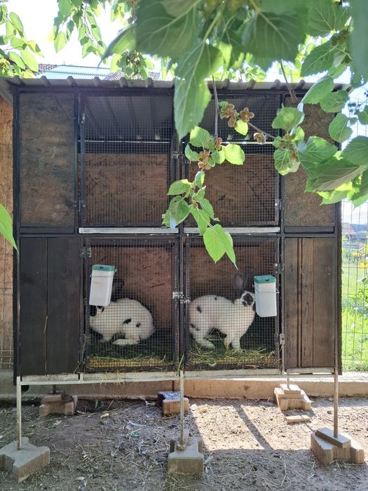 Cușcă iepuri pasari