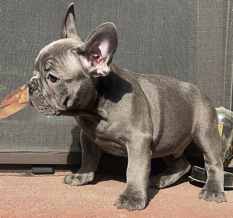 Bulldog francez blue