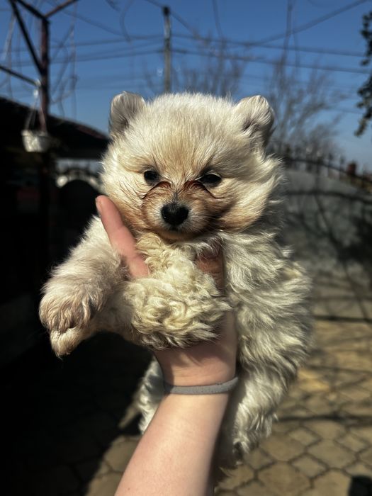 Pomeranian  fetita