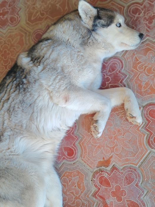 Haski sotiladi zotdor