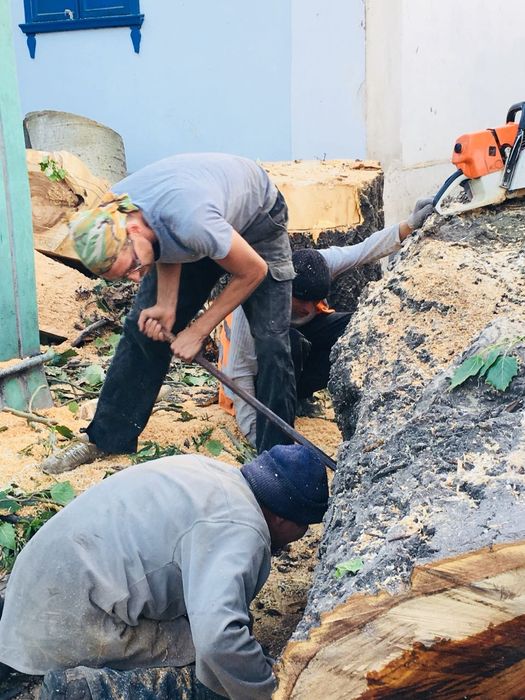 Спил/обрезка плодовых деревьев