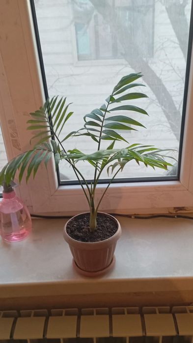 1500 цветы пальма