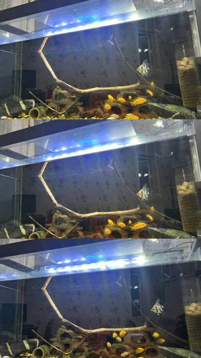 Аквариум На Продажу