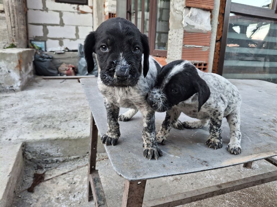 Дратхаар и Курцхаар