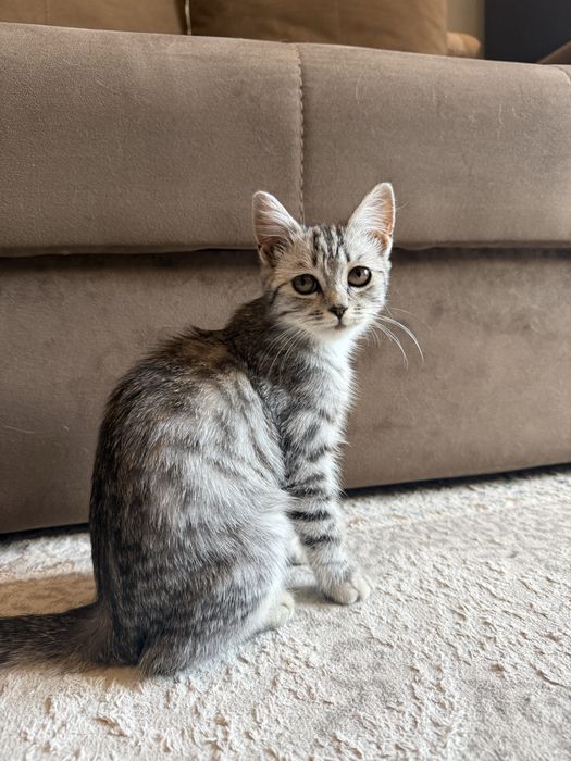 Котенок 2-3 месяца