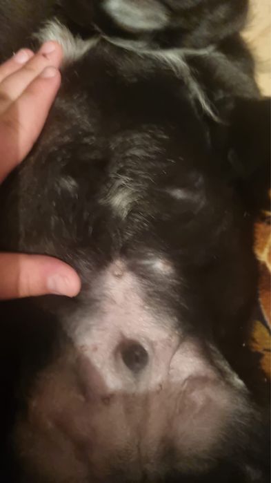 Маленькие щенки ищут дом