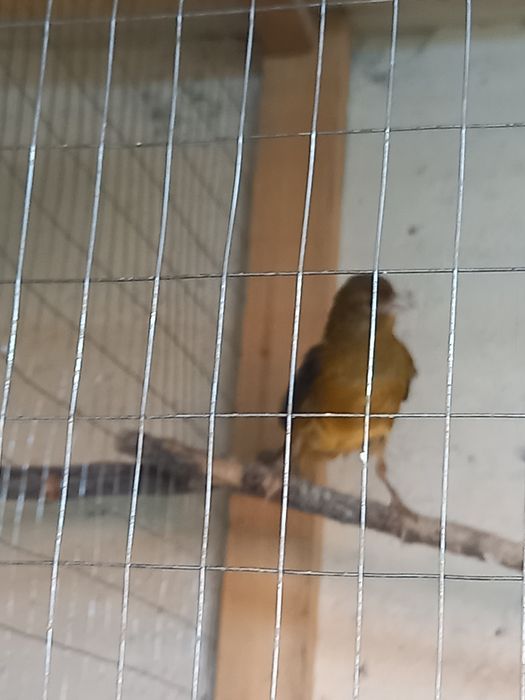 Канарейки продам