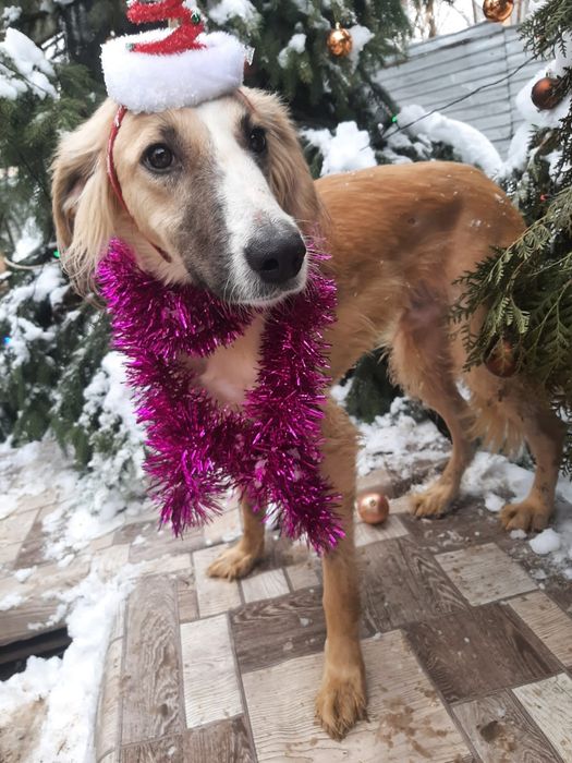 ПорОдиСтыЕ соБаЧки