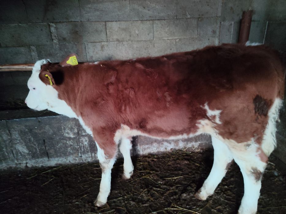 Vând o vițeaua baltata