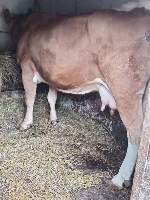 Vând vacă cu lapte