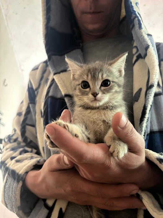 Котята ищут дом.