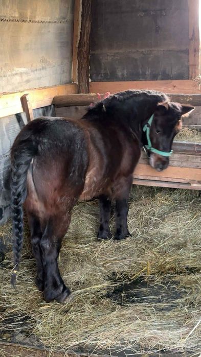 Vand ponei 4 anii sau schimb mai multe detali in scrieti in privat cei