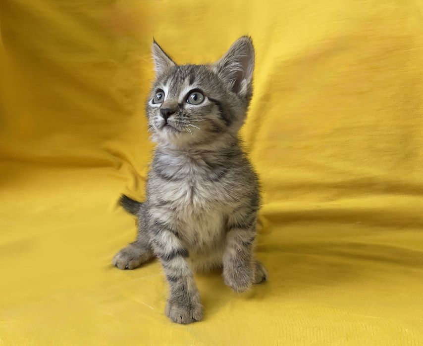 Котенок  Трикки ищет любящего хозяина!